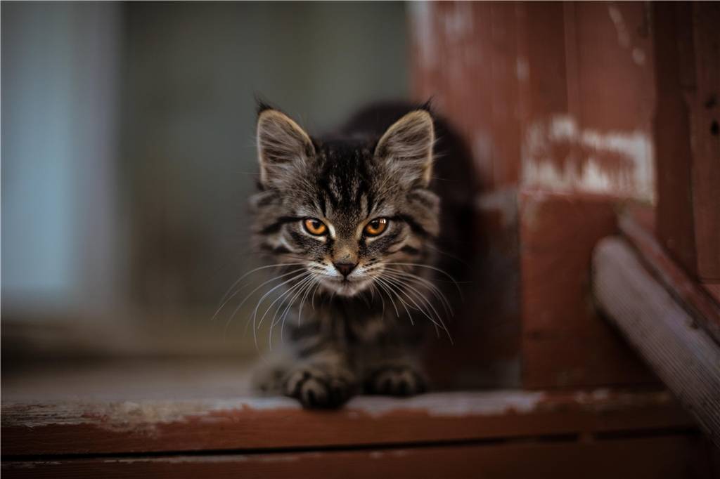 带回来的流浪猫有跳蚤，怎么弄死猫身上的跳蚤