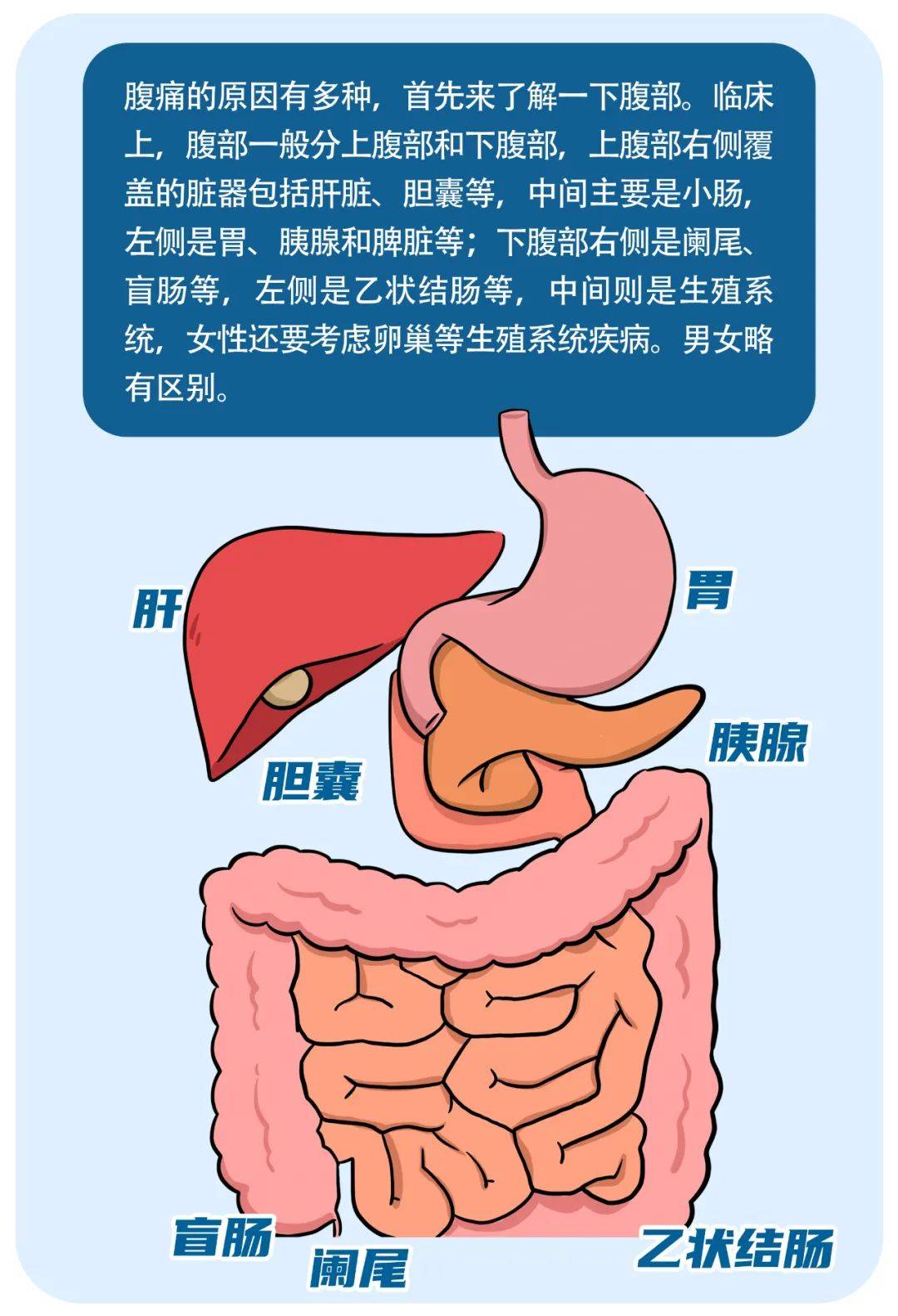 警惕！忽然“肚子痛”？可能不是小问题！五个部位各对应什么？一文读懂