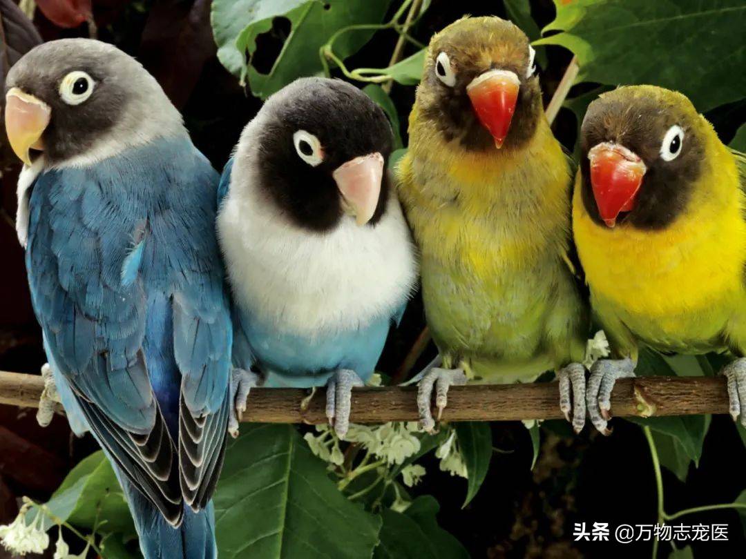 零基础教鹦鹉学舌，包教不包会，不是所有鹦鹉都能说话的