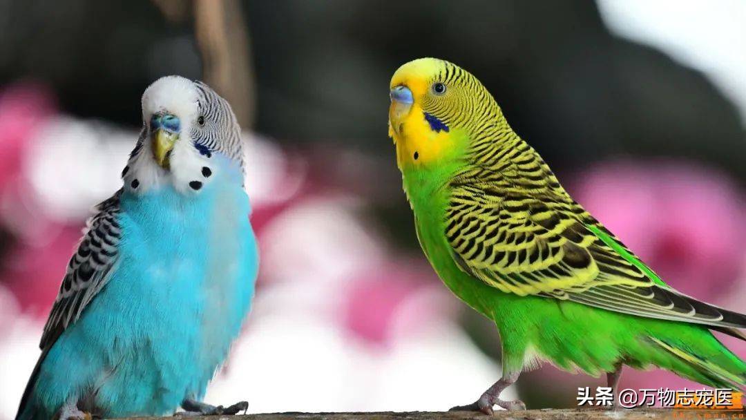 零基础教鹦鹉学舌，包教不包会，不是所有鹦鹉都能说话的