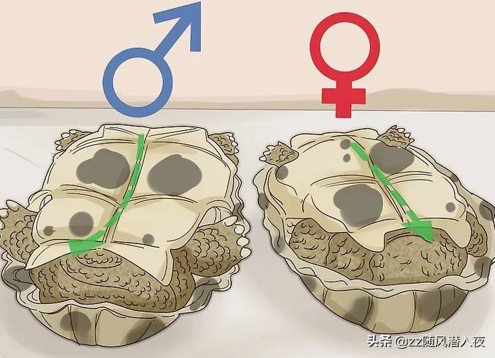 学会区分乌龟的性别