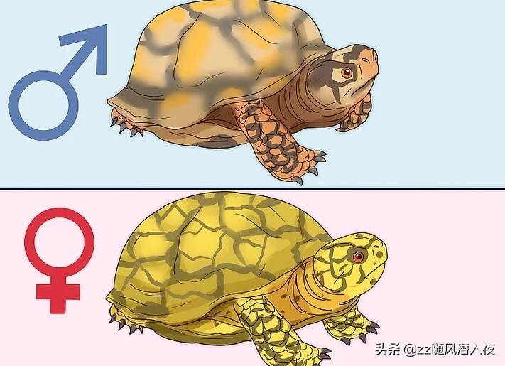 学会区分乌龟的性别