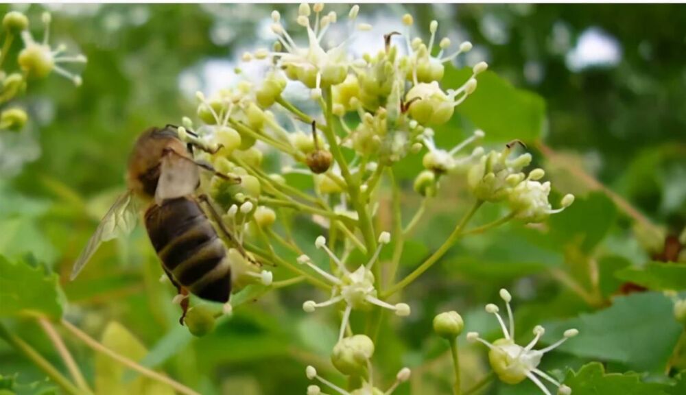 不同品种的蜂蜜，小蜜蜂是怎么采出来的？