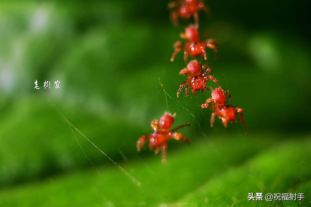 蜘蛛毒，从了解蜘蛛的习性开始。你应该了解的毒性知识（习性篇）