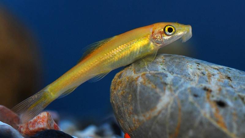 小型热带观赏鱼——青苔鼠/金苔鼠