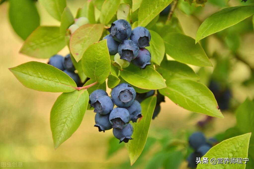 蓝莓护眼养颜浑身是宝，脾胃虚寒，易腹泻拉肚子能不能吃呢？
