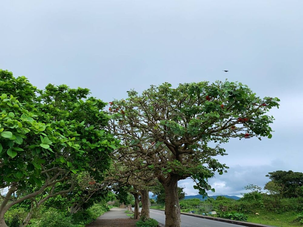 冲绳8日游 | 一个人也能自由畅玩狭长冲绳岛（1）
