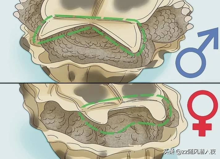 学会区分乌龟的性别