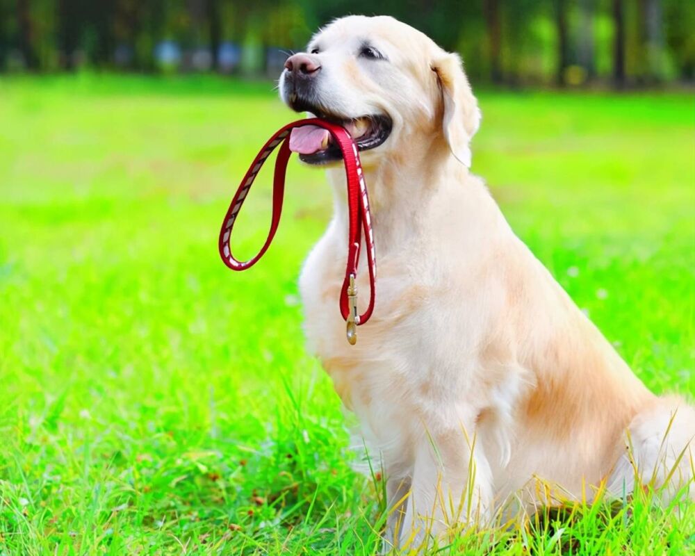 判定“好狗”有这5条标准，你家的占据了几条？