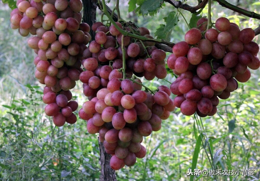 哪个葡萄品种比较好？这15个葡萄品种的优点和缺点对照着选