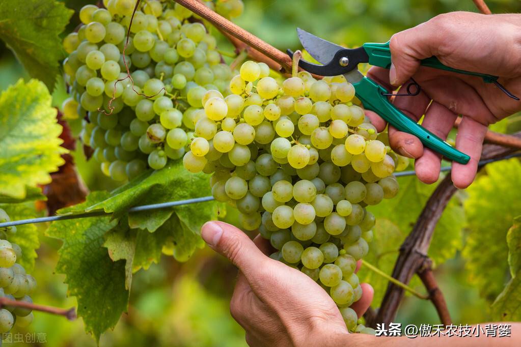 哪个葡萄品种比较好？这15个葡萄品种的优点和缺点对照着选