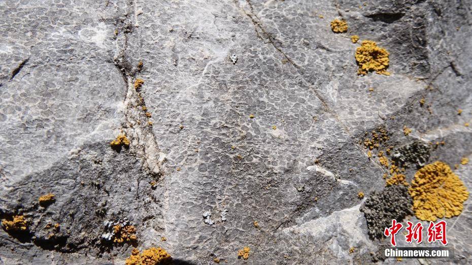 青藏高原青海柴达木盆地发现真象、犀牛化石