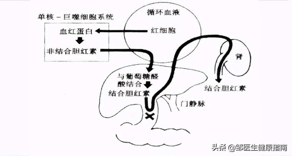 防癌防治信息：肝癌来临时，身体可能会有5种表现，请勿无视