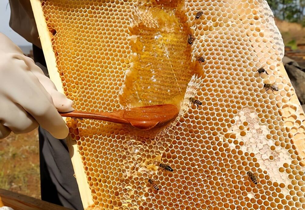 买哪个牌子蜂蜜最靠谱？蜂蜜什么牌子最好最纯正？