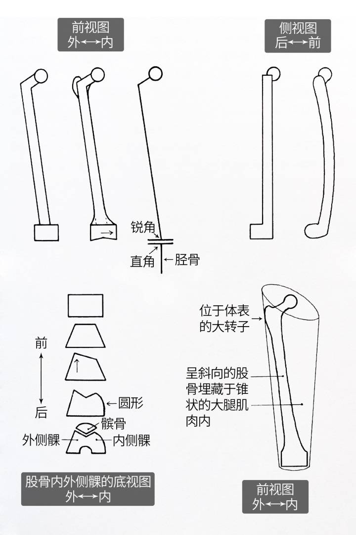 坚持学画：人体结构之骨骼部分——股骨