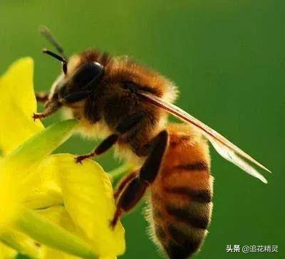 一样采花酿蜜，为什么土蜂蜜味道更浓郁，口感更复杂独特呢？