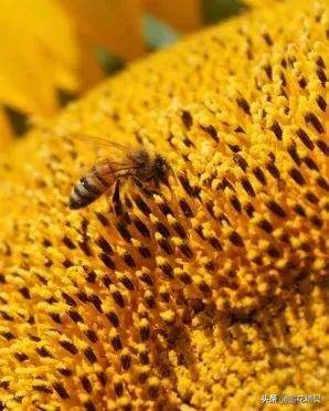 一样采花酿蜜，为什么土蜂蜜味道更浓郁，口感更复杂独特呢？