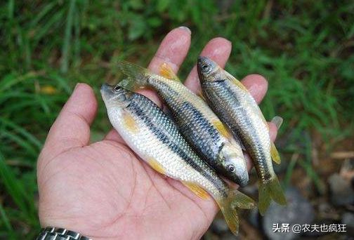 俗称“石斑鱼”，3年长不到1两，肉鲜美鱼卵却有毒，1斤卖近100元