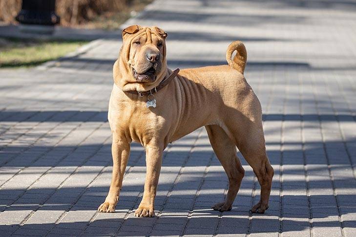 一种优秀的本土犬种：独立自主的沙皮犬，它们是非常忠诚的家庭犬