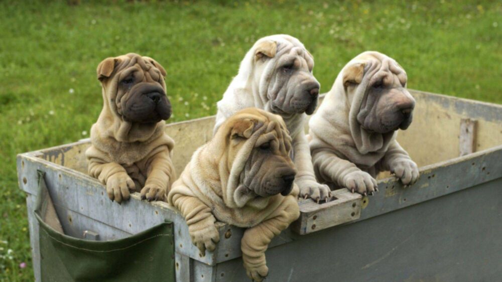 一种优秀的本土犬种：独立自主的沙皮犬，它们是非常忠诚的家庭犬