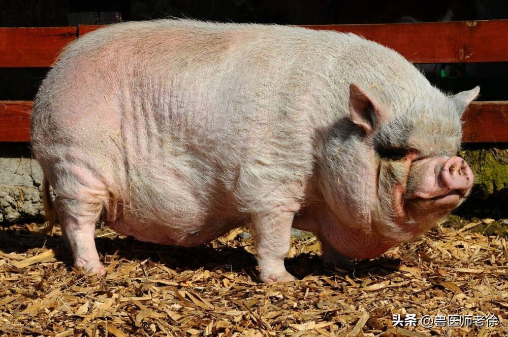 一头猪精心喂养，不宰杀，一直健康活下去，能活多少年？
