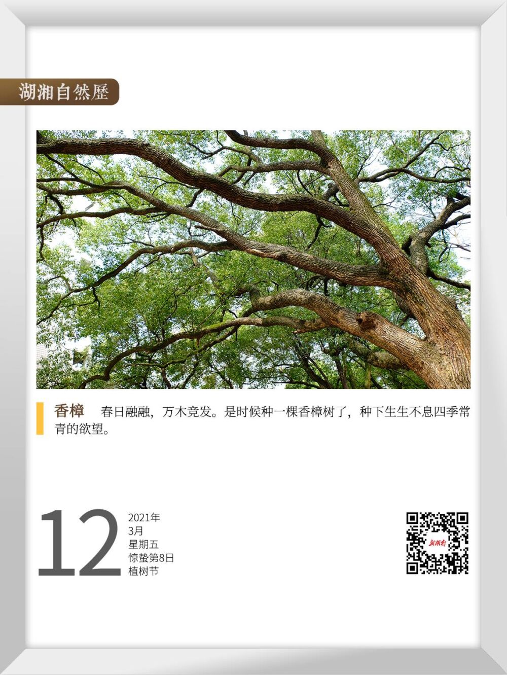 湖湘自然历丨在春天，种一棵树①香樟
