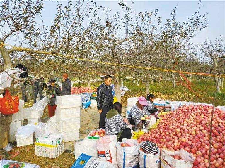 今年陕西省苹果市场行情不景气？