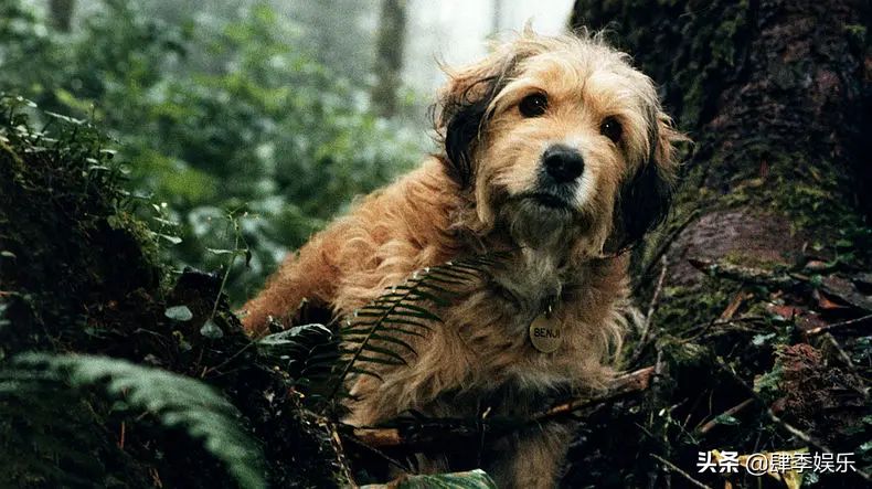 关于狗狗类的电影，这三部哪一部最深入你心呢？