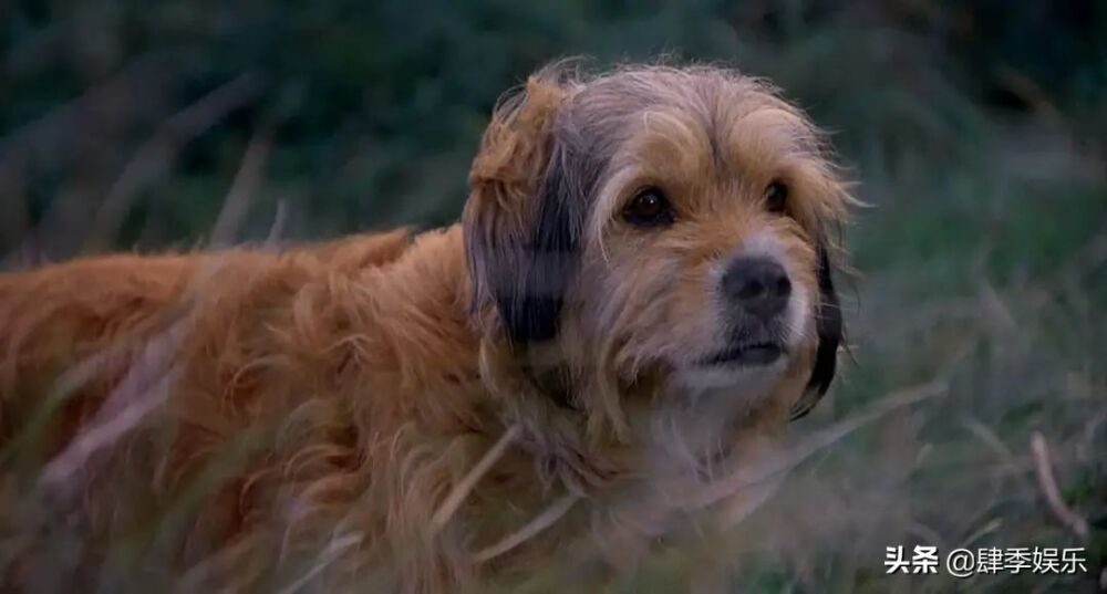 关于狗狗类的电影，这三部哪一部最深入你心呢？
