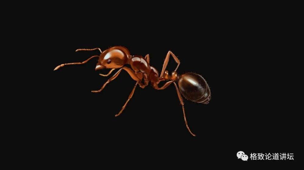 又能吃又能生的红火蚁，到底有多“恐怖”？