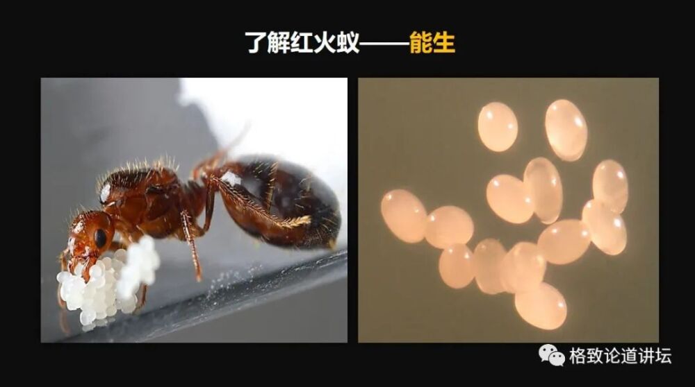 又能吃又能生的红火蚁，到底有多“恐怖”？