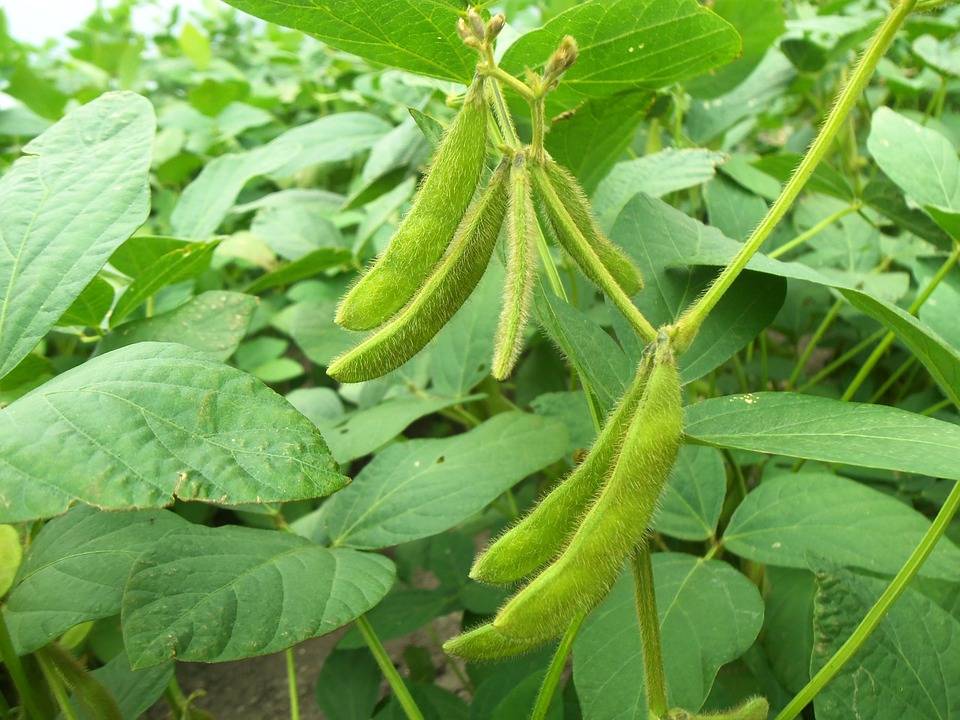 人人都爱吃豆子：豆科植物的大家族，你都了解多少？