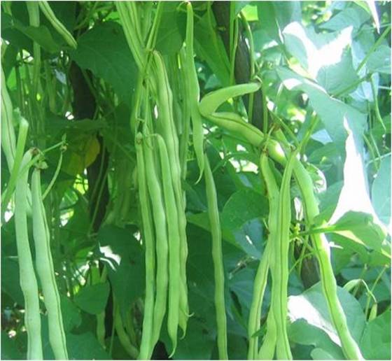 人人都爱吃豆子：豆科植物的大家族，你都了解多少？