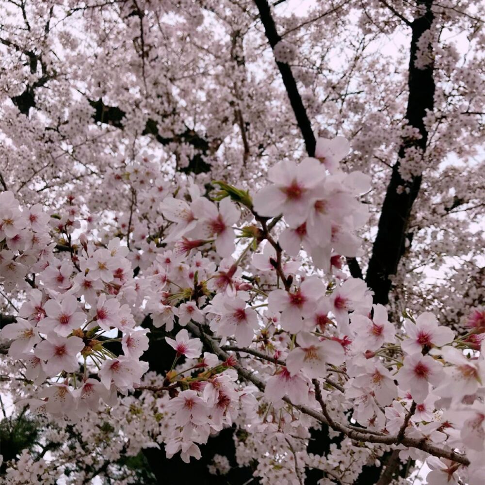 千鸟之渊盛开的粉色樱花，如“花雪”随风而动