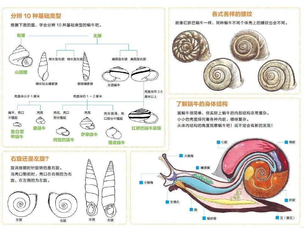 观往知来 | 贝壳和贝壳的制造者（二）：贝类动物的分类学