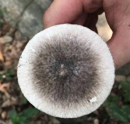 致命毒菇！常见毒蘑菇盘点，勿摘、勿食