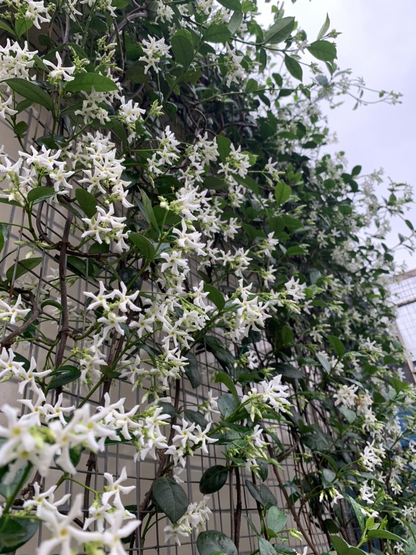 7种“爬藤花”，美如仙花，院子种一棵，一年爬满墙，赏花一辈子