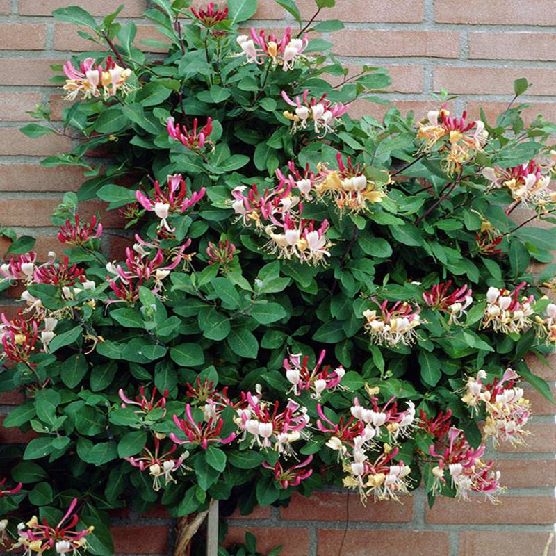 7种“爬藤花”，美如仙花，院子种一棵，一年爬满墙，赏花一辈子