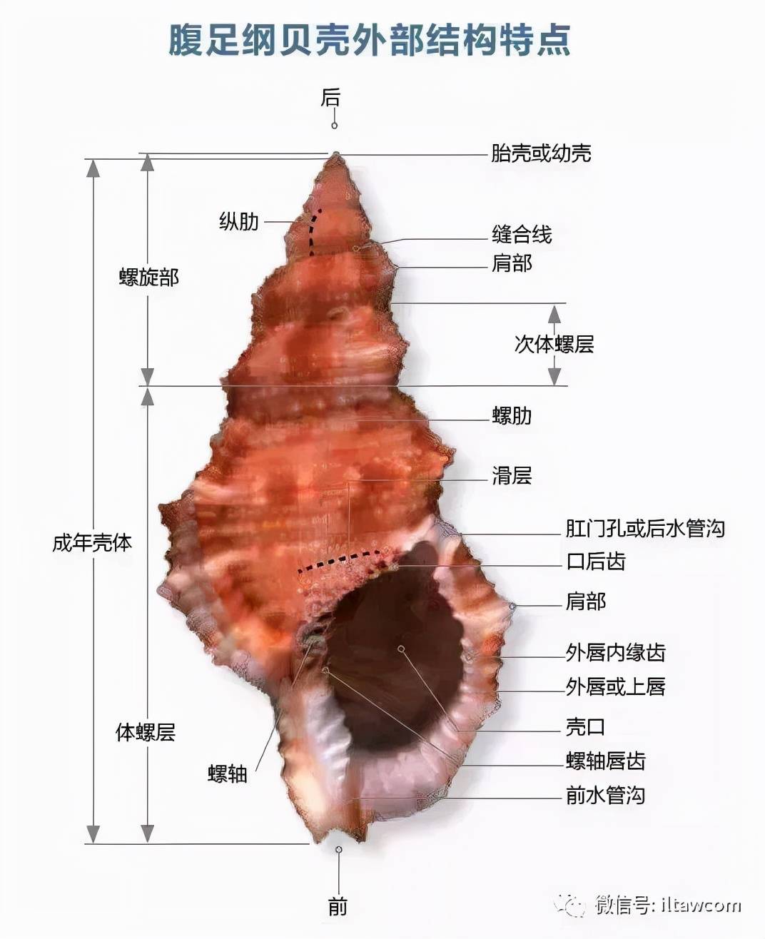 观往知来 | 贝壳和贝壳的制造者（二）：贝类动物的分类学