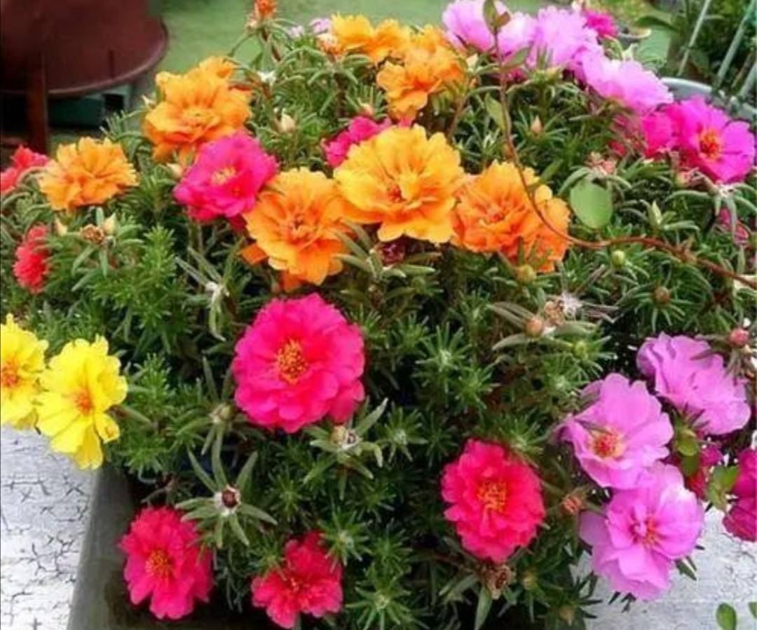 阳台上花不在多，5种普通小盆栽，开花漂亮又好养