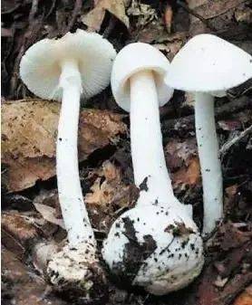 致命毒菇！常见毒蘑菇盘点，勿摘、勿食