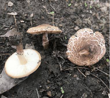 致命毒菇！常见毒蘑菇盘点，勿摘、勿食