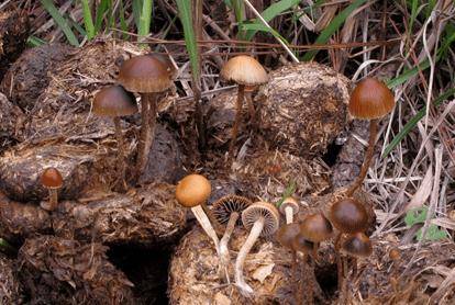 致命毒菇！常见毒蘑菇盘点，勿摘、勿食