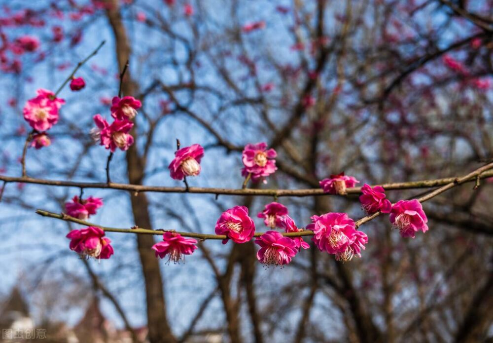 梅花的花语和象征