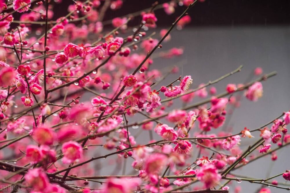 梅花的花语和象征