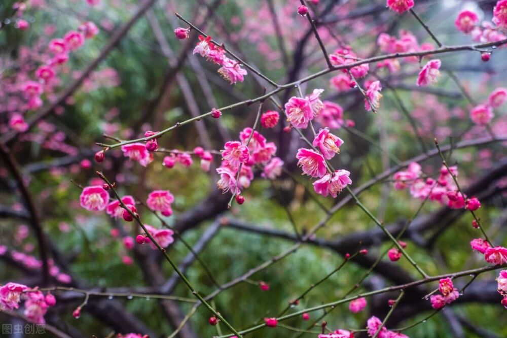 梅花的花语和象征