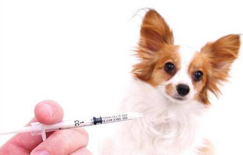 狗狗接种疫苗前后我们该注意些什么？