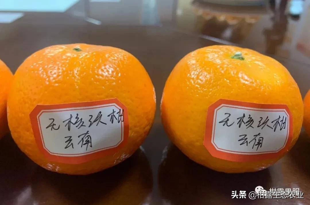 7个品种测评：哪个柑橘品种的口感更胜一筹？