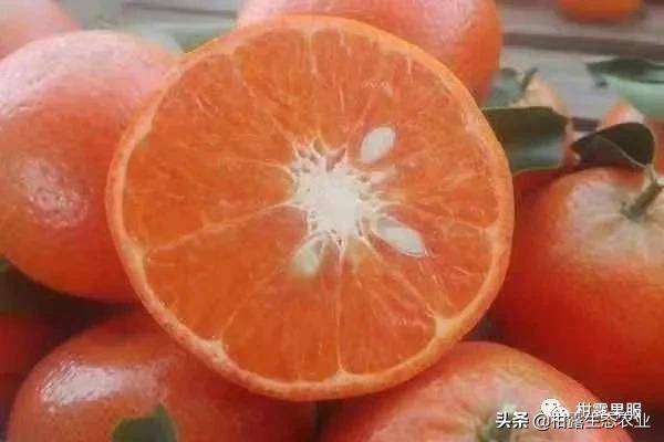 7个品种测评：哪个柑橘品种的口感更胜一筹？