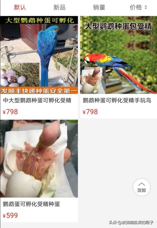 售价上万的金刚葵花鹦鹉，拼多多千元不到，网友买鹦鹉蛋自己孵化